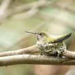 Anna's Nest (Hummingbird) by Bob Kroll